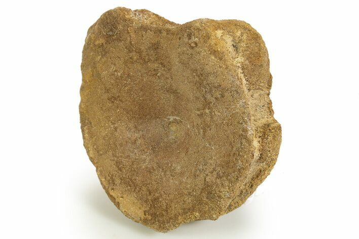 Fossil Ichthyosaur (Brachypterygius) Vertebra - England #316875